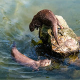 Commended-Otters-Tony Spooner, ARPS