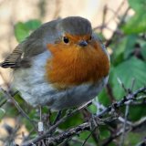 Highly Commended-Robin-Robin Webber