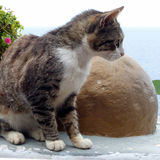 Commended-Seaside Cat-Steve Sullivan
