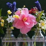 Commended-Camellia and Friends-Teresa Jacombs