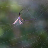 1st-Entangled-Suzanne Parsons LRPS