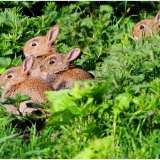 Highly Commended-Happy Bunnies-Brian Yeaman
