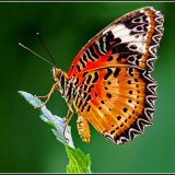 Highly Commended-Lacewing Butterfly-Sue Cox