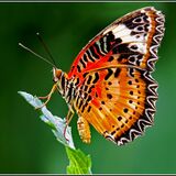 Highly Commended-Lacewing Butterfly-Sue Cox