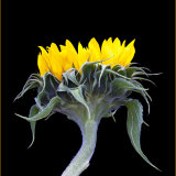 Highly Commended-Sunflower-Mary Gebauer