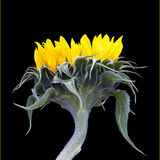 Highly Commended-Sunflower-Mary Gebauer