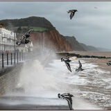 Commended-Turnstones flying in storm Dennis-Tony Velterop