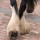 3rd (Modes of Transport)-One horse power-Suzanne Parsons