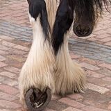3rd (Modes of Transport)-One horse power-Suzanne Parsons
