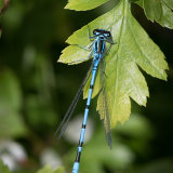 2nd (Close Up)-Damsel Fly-John Keele