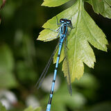 2nd (Close Up)-Damsel Fly-John Keele