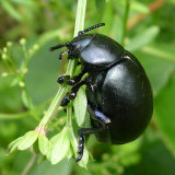 Bloody nosed beetle
