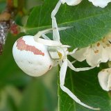 Flower crab spider on pyracantha