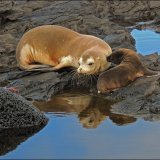 Sea Lions Mother Love