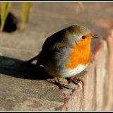Robin