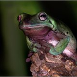 Tree Frog