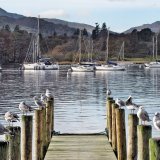 A Seagulls on the pier