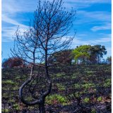 After the Fire