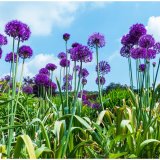 Alliums