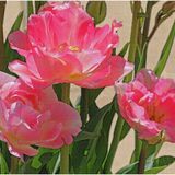 SUSAN COX