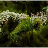 Life on an Oak Branch