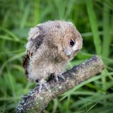 Highly Commended-Baby Owl listening-George Webb