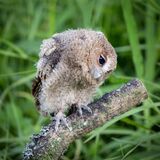 Highly Commended-Baby Owl listening-George Webb