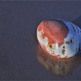 Beach pebble