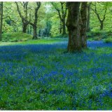 Blue Bells Blackbury Camp