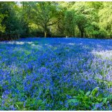 Blue Bells