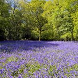 Bluebell Wood