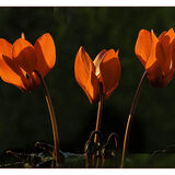 Bronze Julian Shaw Red Cyclamen