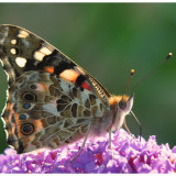 Buddleia Buddy