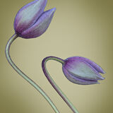 C Clematis buds Hans Gebauer