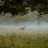C Hello Deer Steve Andrews