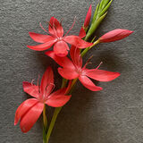 C Kaffir Lily Teresa Jacombs