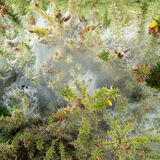 C Shrouded Gorse Teresa Jacombs