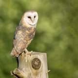 Commended - Owl on a stump - George Webb