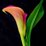 Commended - Zantedeschia - Hans Gebauer
