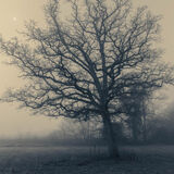 Commended Andy Carmichael Winter Oak