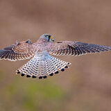 Commended Barry Curwen Kestrel