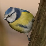 Commended Graham Ford Great Tit On The Lookout