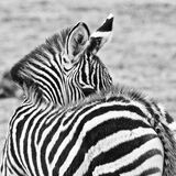 Commended Jane Baker Zebra Foal