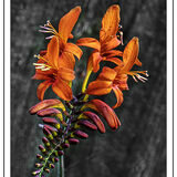 Commended Julian Shaw Crocosmia Lucifer