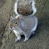 Commended Pamela Stirling Grey Squirrel