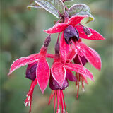 Commended Sue Cox Frosted Fuschia