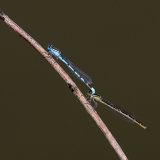 Highly Commended-Common Blue Damselfly-Suzanne Parsons