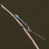 Highly Commended-Common Blue Damselfly-Suzanne Parsons