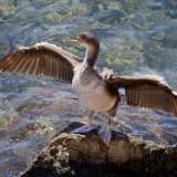 Cormorant