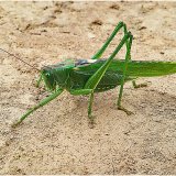 Cricket